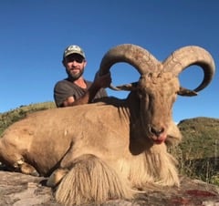 Hill Country Aoudad Ram Hunt In Rocksprings