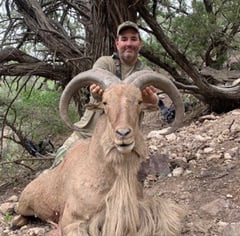 Hill Country Aoudad Ram Hunt In Rocksprings