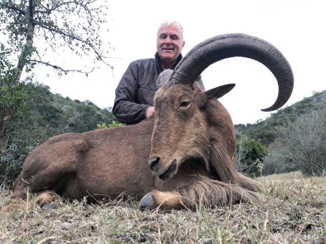 Hill Country Aoudad Ram Hunt In Rocksprings