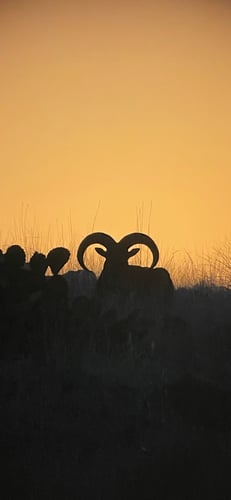 Hill Country Aoudad Ram Hunt In Rocksprings