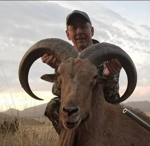 Hill Country Aoudad Ram Hunt In Rocksprings