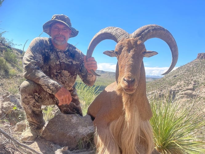 Hill Country Aoudad Ram Hunt In Rocksprings