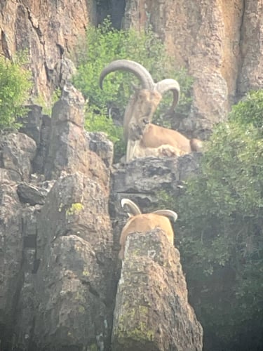 Hill Country Aoudad Ram Hunt In Rocksprings