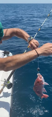 10-12 Hour Offshore in Ponce Inlet