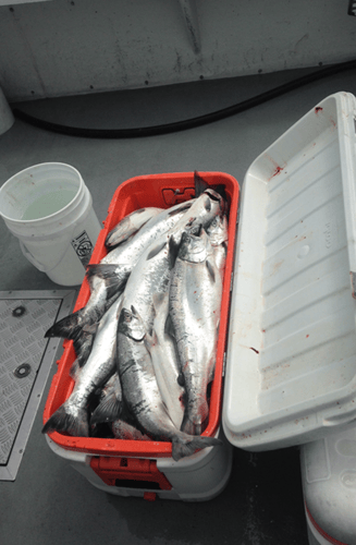 Late Trout, Salmon, And Steelhead In Kenosha
