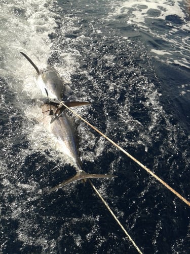 Sportfishing Halkidiki In Neos Marmaras