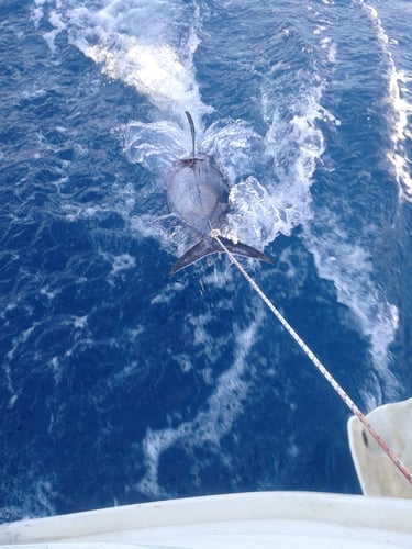 Sportfishing Halkidiki In Neos Marmaras