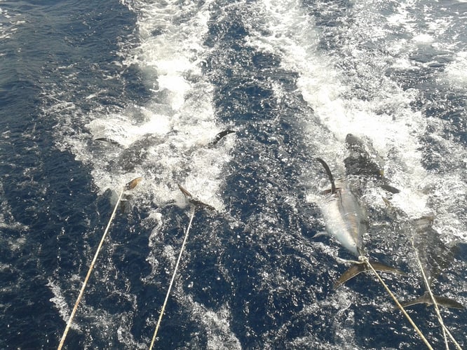 Halkidiki Tuna Fishing In Neos Marmaras