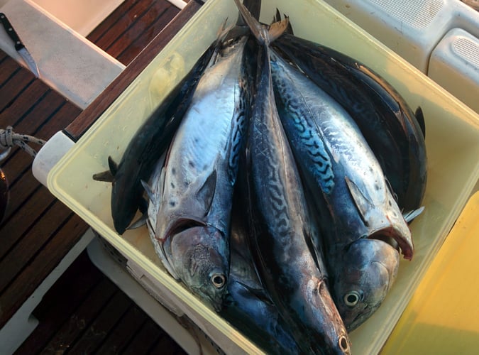 Halkidiki Tuna Fishing In Neos Marmaras