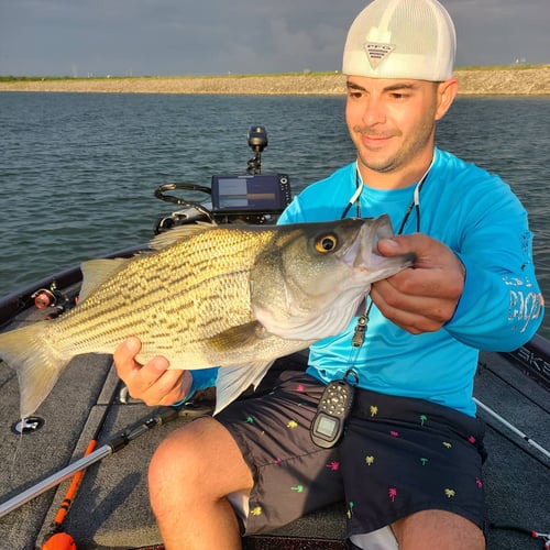 Lake Travis Bass Fishing In Austin