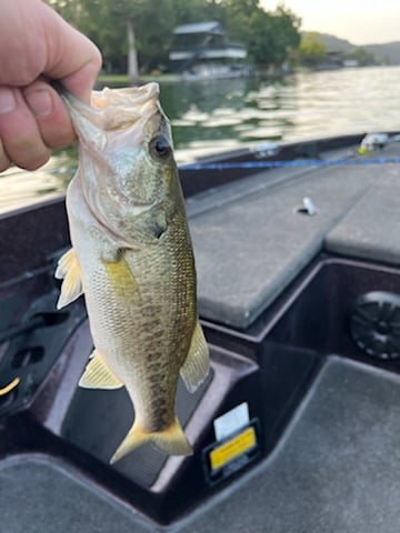 Lake Austin Bass Fishing