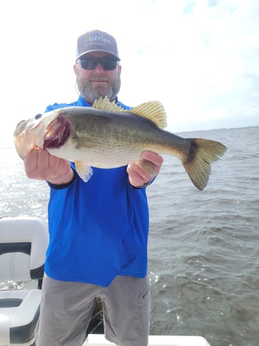 Lake Okeechobee Largemouth Hookfest In Clewiston