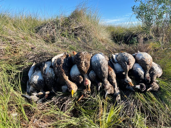 Coastal Bend Ducks In Rockport