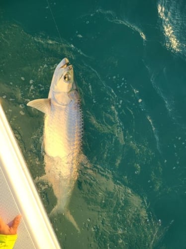 Islamorada Tarpon On The Fly In Islamorada