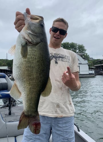 Big Swim Baits For Big A** Bass In Austin