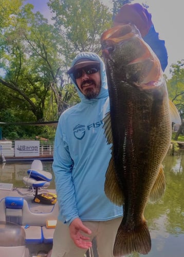 Big Swim Baits For Big A** Bass In Austin