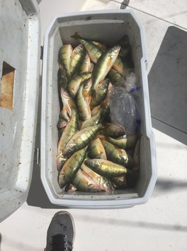 Full Day Walleye/Perch Combo In Lakeside Marblehead