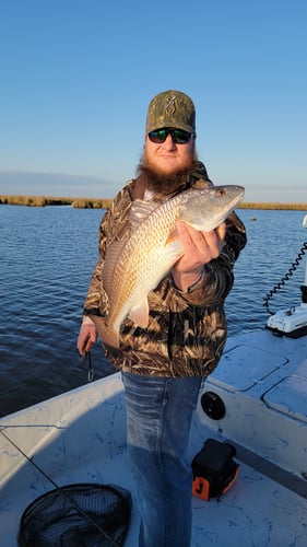 Reds In The Marsh - 25' Haynie In Golden Meadow