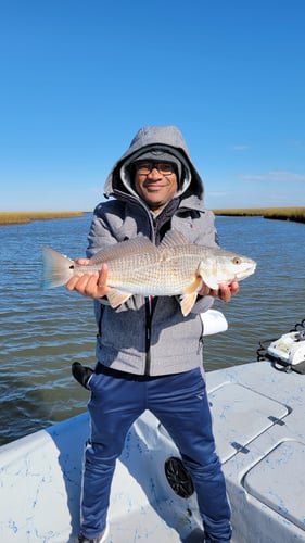 Reds In The Marsh - 25' Haynie In Golden Meadow