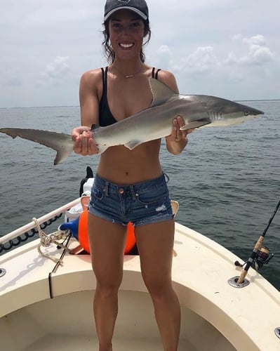 Tampa Bay Shark Hunt In Ruskin
