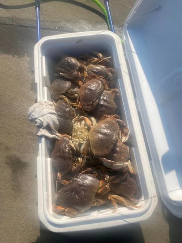 Warrenton Crabbing Trip In Warrenton