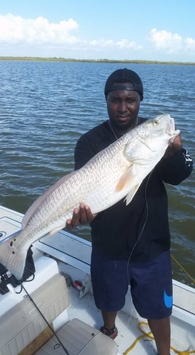 Aransas Pass Redfish Wade In Aransas Pass