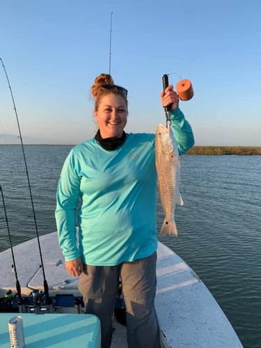 Aransas Pass Redfish Wade In Aransas Pass