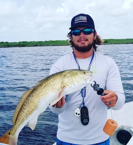 Aransas Pass Redfish Wade In Aransas Pass