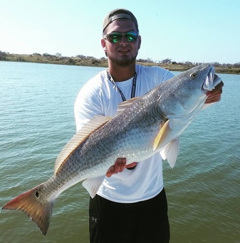 Aransas Pass Redfish Wade In Aransas Pass