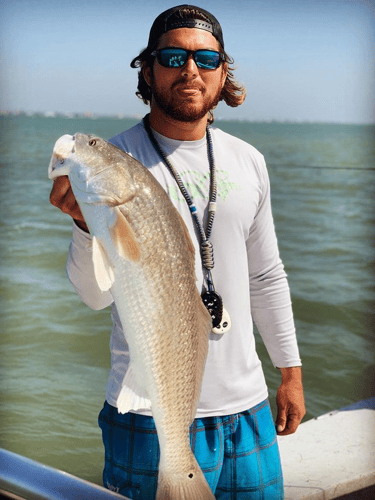 Aransas Pass Redfish Wade In Aransas Pass