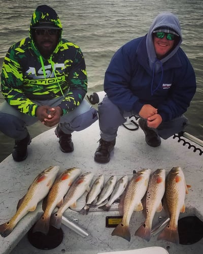 Aransas Pass Redfish Wade In Aransas Pass