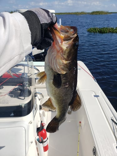 South Florida Freshwater In Delray Beach