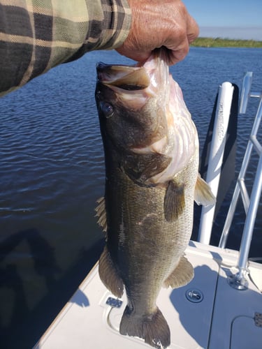 South Florida Freshwater In Delray Beach