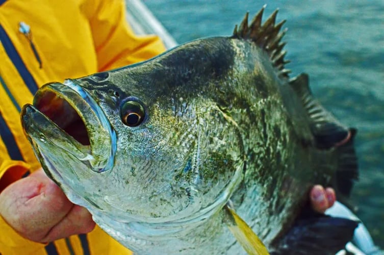 Inshore Fishing Slam In Ruskin