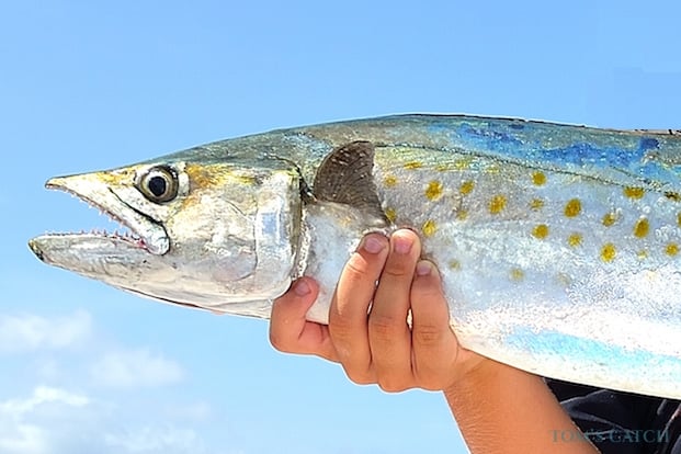 Inshore Fishing Slam In Ruskin