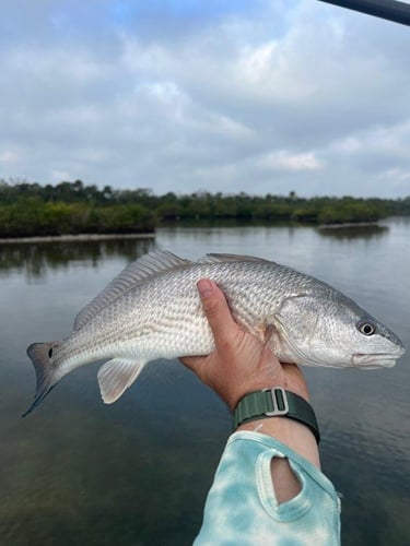 Hunting Redfish In The Shallows In Oak Hill