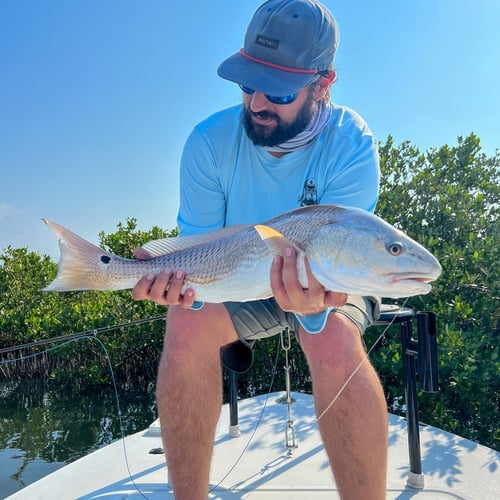 Hunting Redfish In The Shallows In Oak Hill