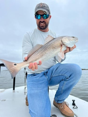 Hunting Redfish In The Shallows In Oak Hill