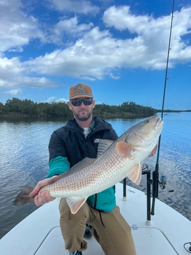 Hunting Redfish In The Shallows In Oak Hill