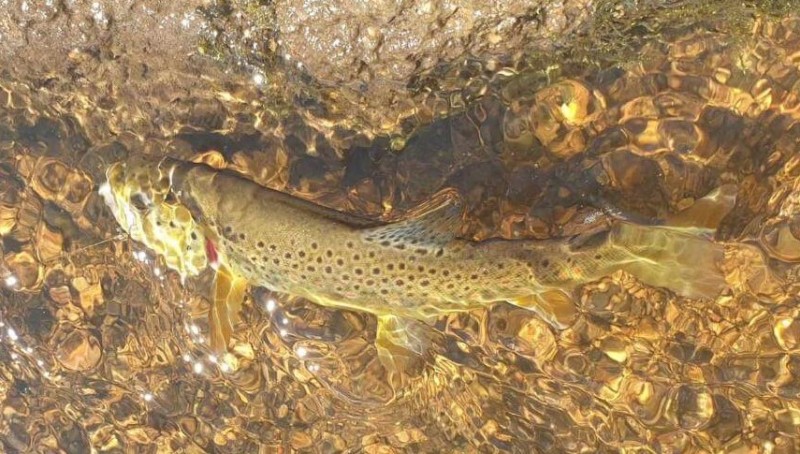 Women's Only Fly Fishing Trip in Littleton