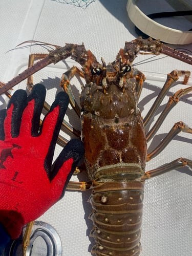 Key West Lobstering - 30’ Seahunter In Key West