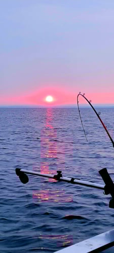 Lake Ontario Brown Trout Charter In New York