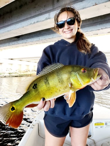 Peacock Bass Trophy Hunt In Delray Beach