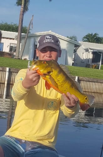 Peacock Bass Trophy Hunt In Delray Beach