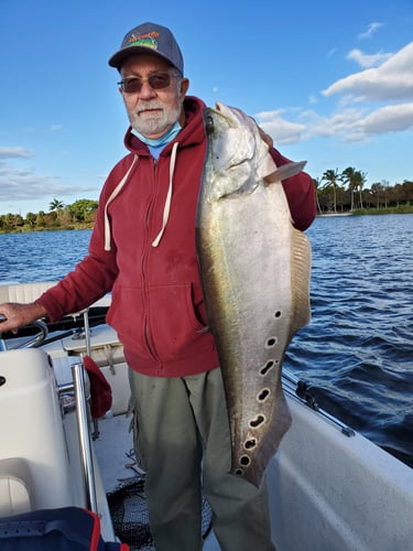 Peacock Bass Trophy Hunt In Delray Beach