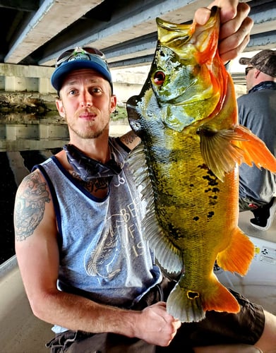 Peacock Bass Trophy Hunt In Delray Beach