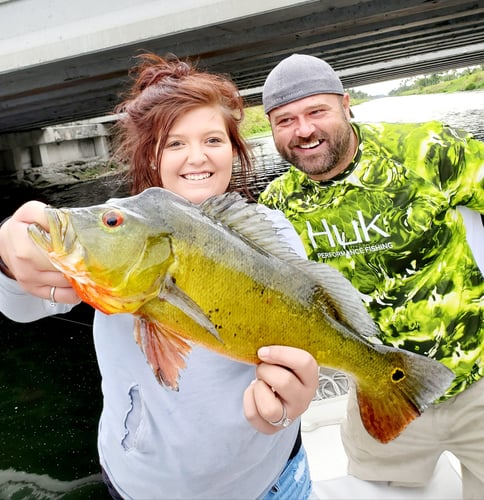 Peacock Bass Trophy Hunt In Delray Beach