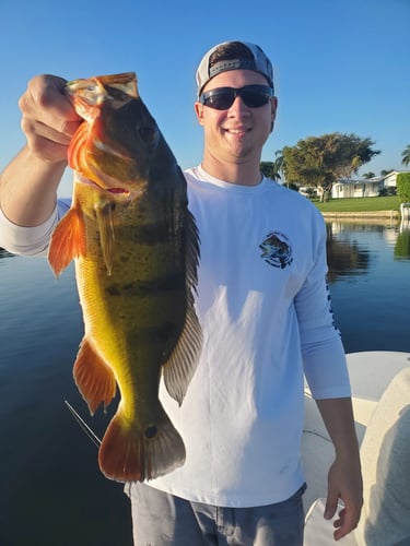 Peacock Bass Trophy Hunt In Delray Beach