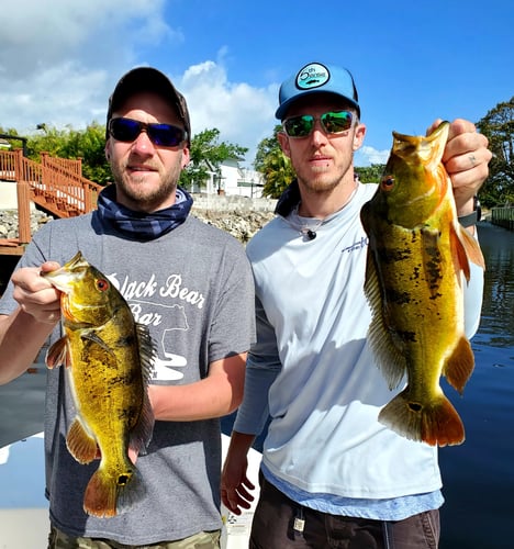 Peacock Bass Trophy Hunt In Delray Beach