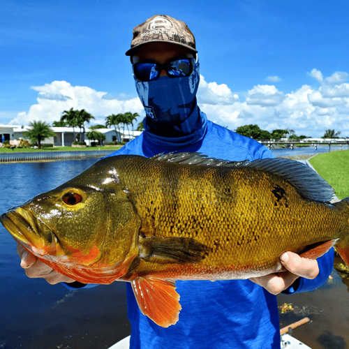 Peacock Bass Trophy Hunt In Delray Beach